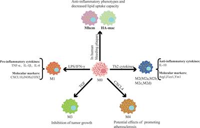 Role of Macrophages in the Progression and Regression of Vascular Calcification